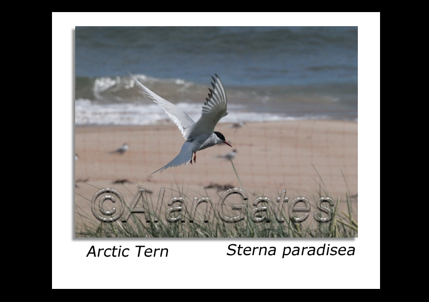 Arctic Tern